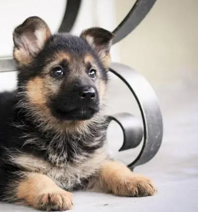 تصویر شماره 1 محصول 