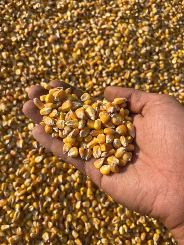 تصویر شماره 2 محصول 