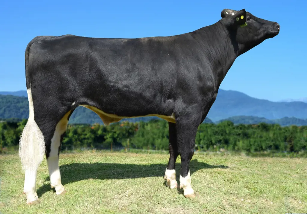 تصویر شماره 1 محصول 