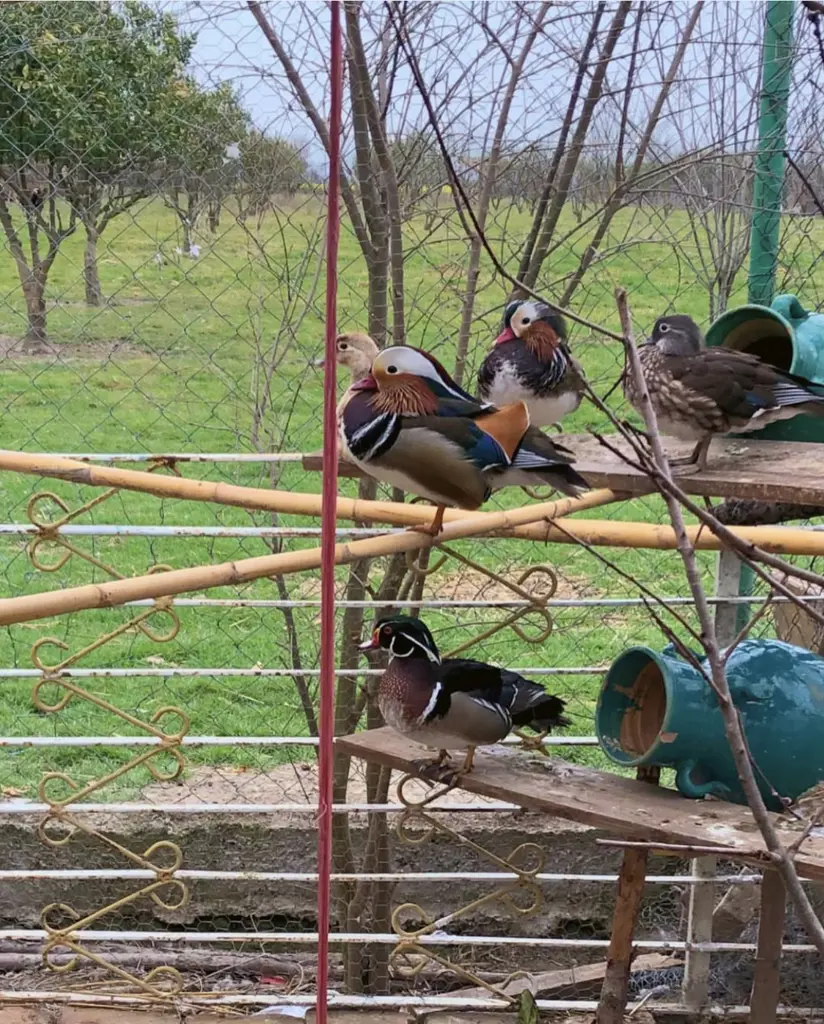 تصویر شماره 4 محصول 