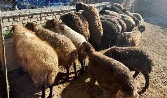 تصویر شماره 1 محصول 