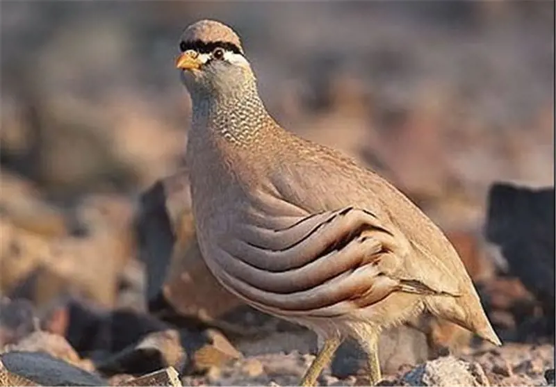 تصویر شماره 1 محصول 