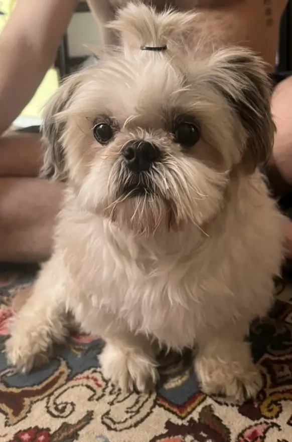 تصویر شماره 1 محصول 