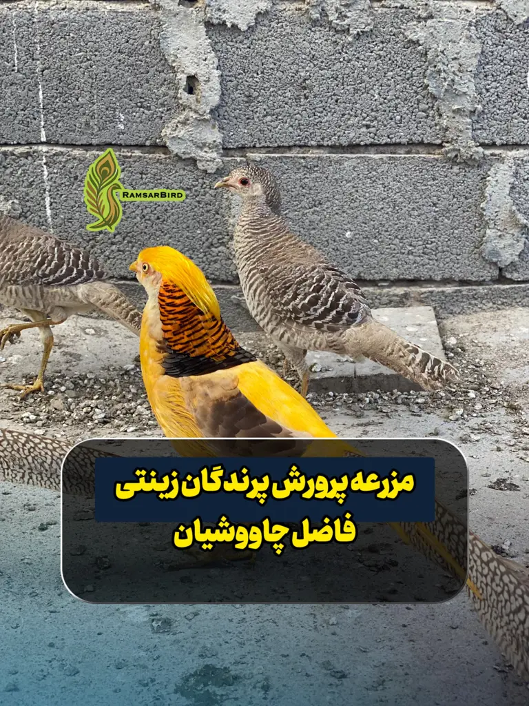 تصویر شماره 1 محصول 