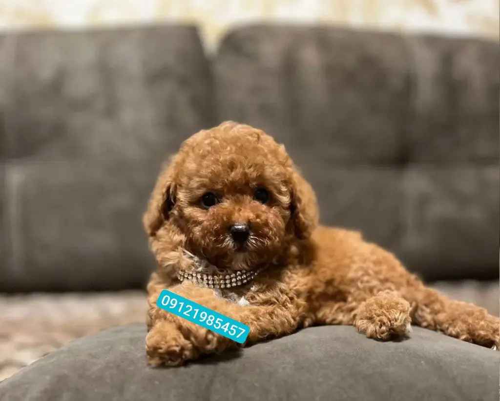 تصویر شماره 1 محصول 