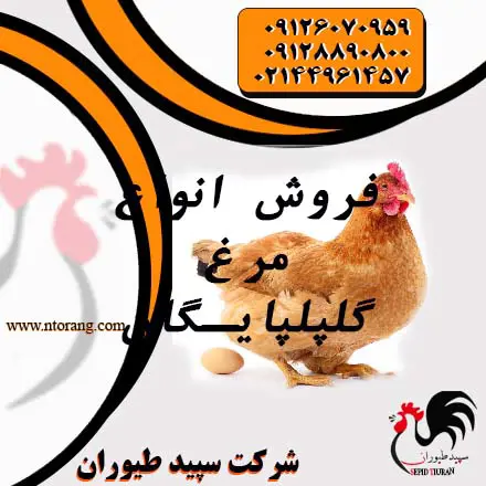 تصویر شماره 2 محصول 