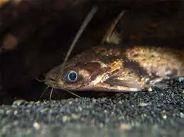 تصویر شماره 2 محصول 