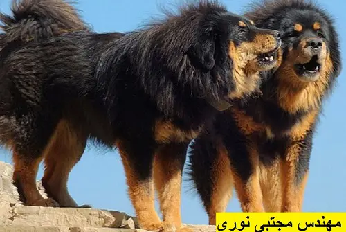 تصویر شماره 1 محصول 