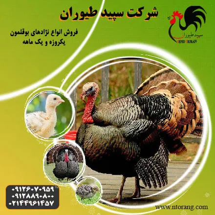 تصویر شماره 2 محصول 