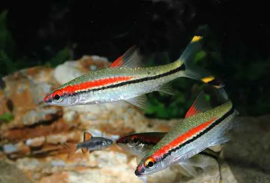 تصویر شماره 1 محصول 