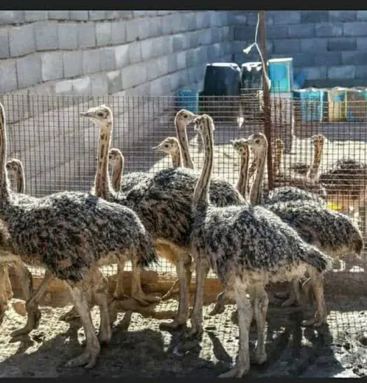 تصویر شماره 1 محصول 