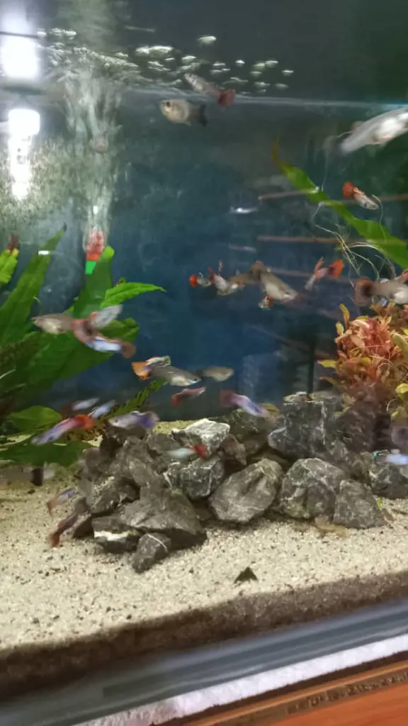 تصویر شماره 1 محصول 