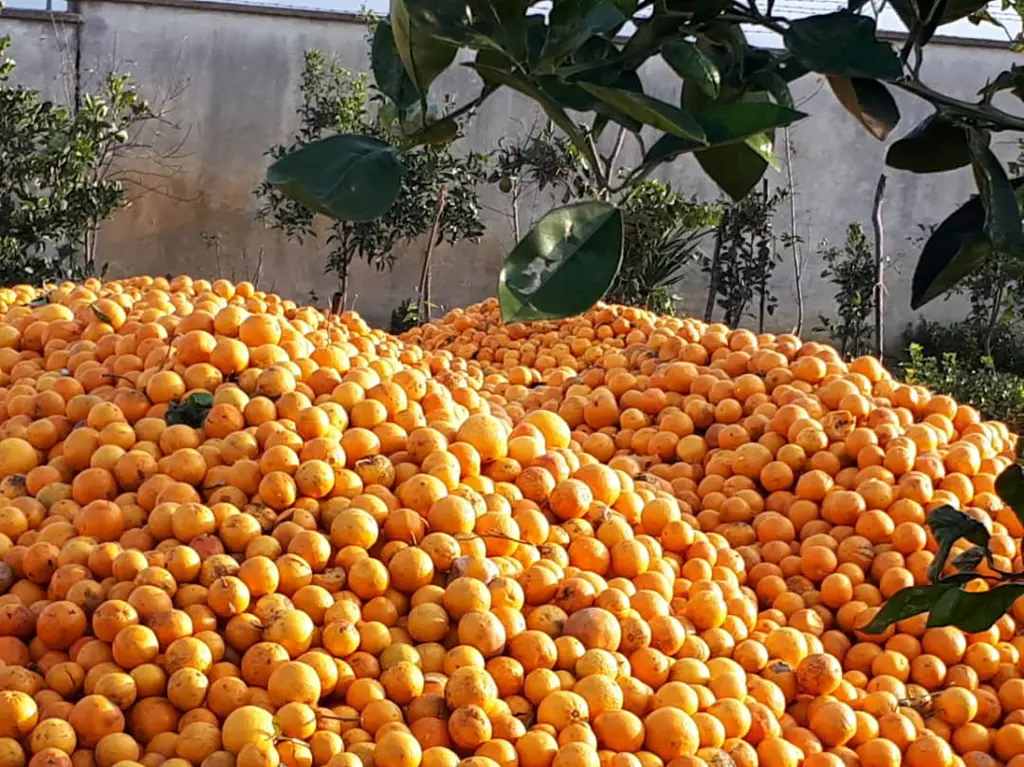 تصویر شماره 1 محصول 