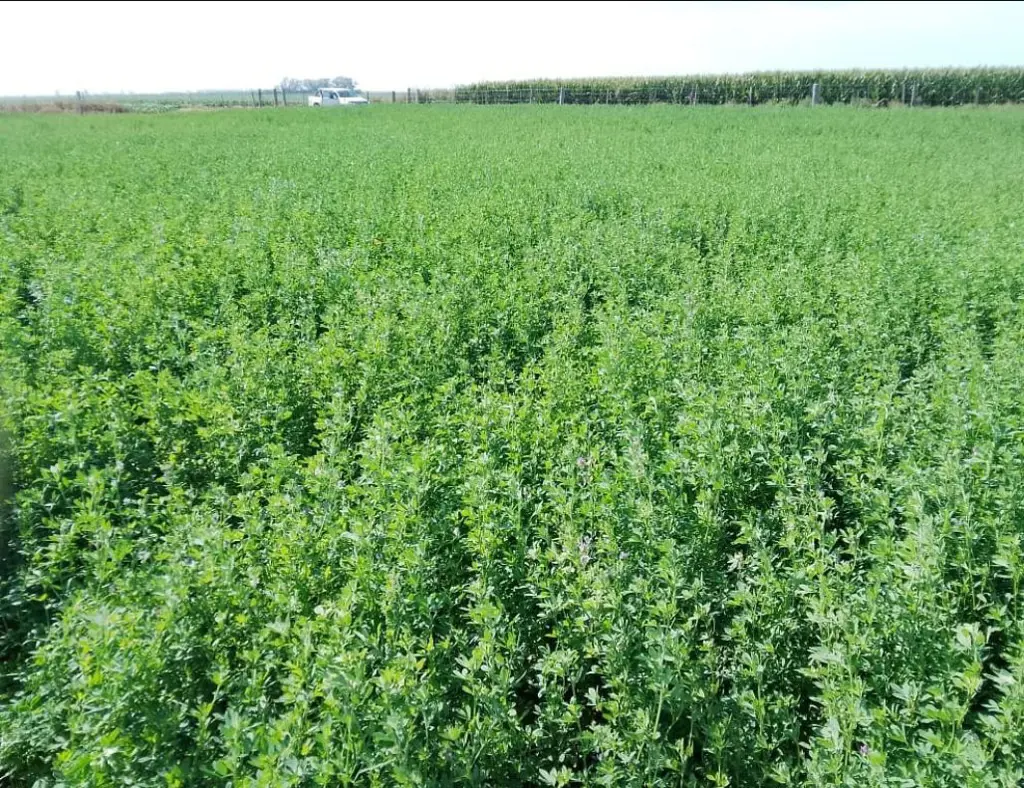 تصویر شماره 1 محصول 