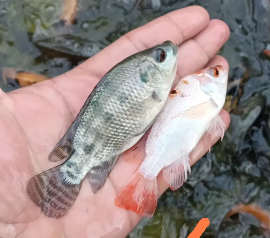 تصویر شماره 1 محصول 