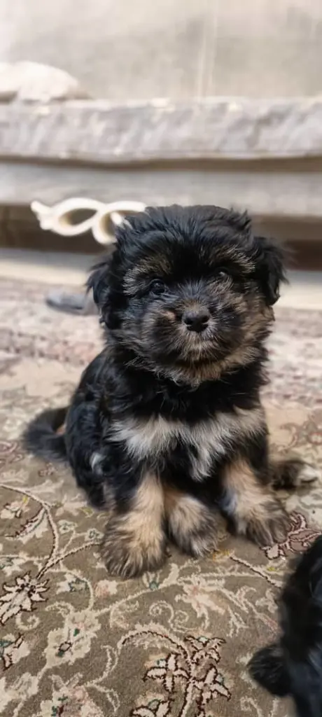 تصویر شماره 1 محصول 