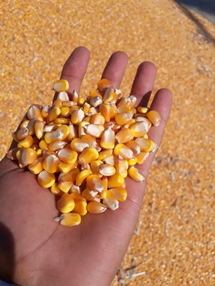 تصویر شماره 1 محصول 