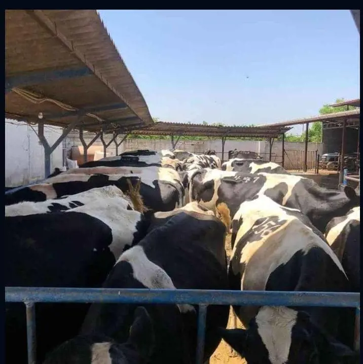 تصویر شماره 1 محصول 