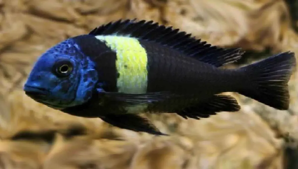 تصویر شماره 1 محصول 