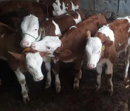 تصویر شماره 1 محصول 