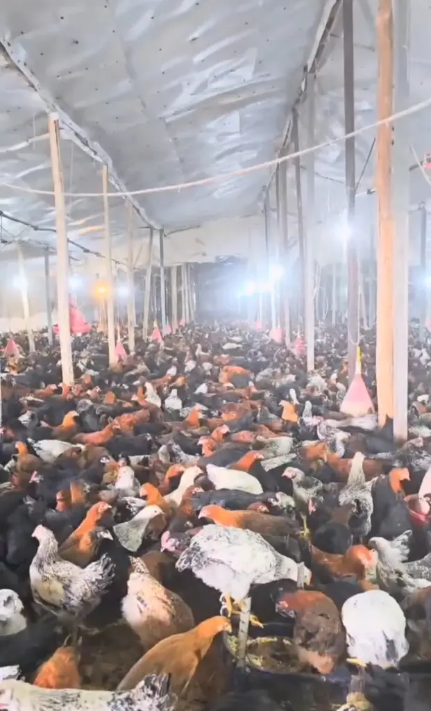 تصویر شماره 1 محصول 