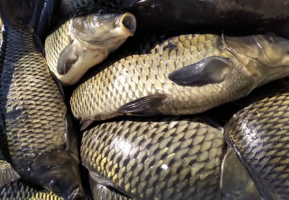 تصویر شماره 1 محصول 