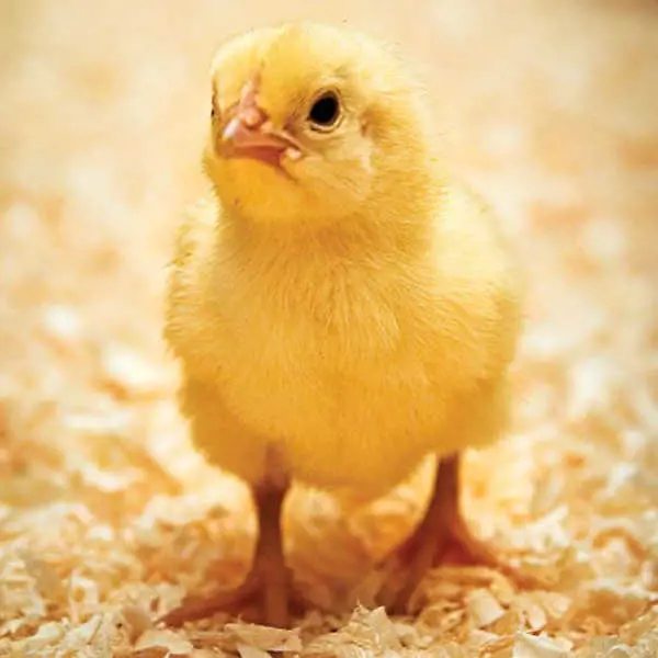 تصویر شماره 1 محصول 