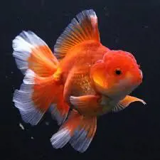 تصویر شماره 1 محصول 