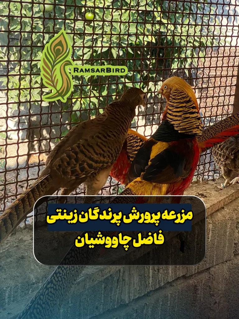 تصویر شماره 2 محصول 