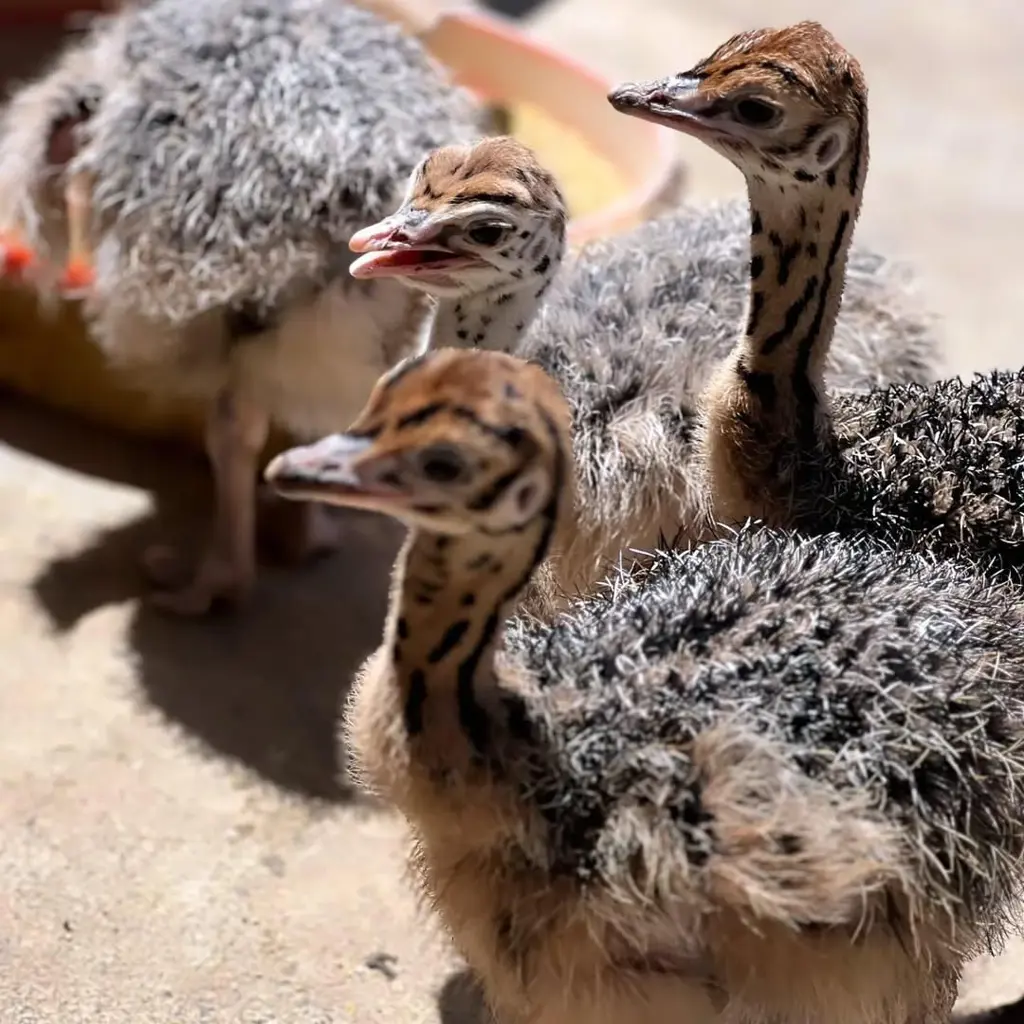 تصویر شماره 1 محصول 