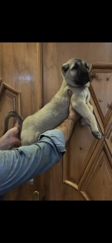 تصویر شماره 1 محصول 