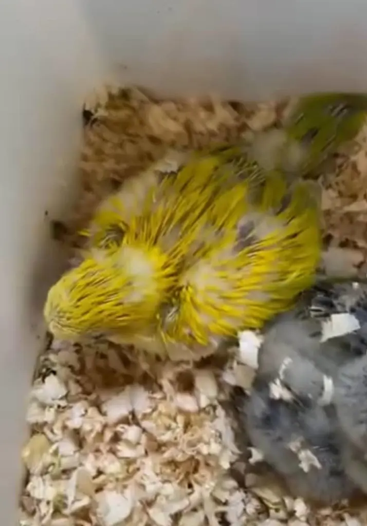 تصویر شماره 2 محصول 