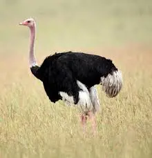 تصویر شماره 2 محصول 