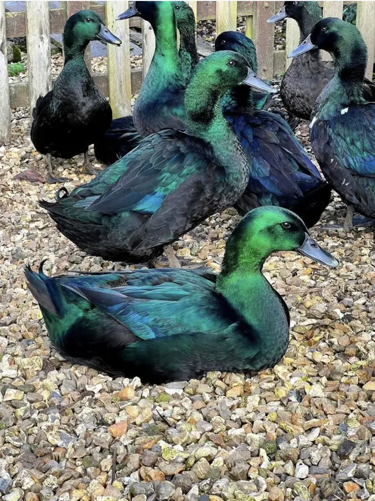 تصویر شماره 2 محصول 