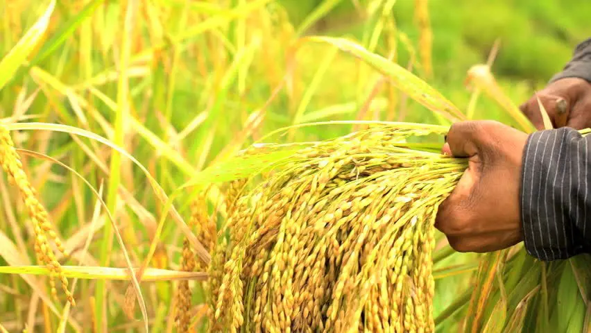 تصویر شماره 1 محصول 