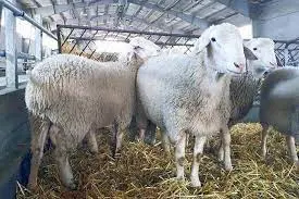 تصویر شماره 1 محصول 