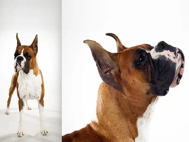 تصویر شماره 4 محصول 