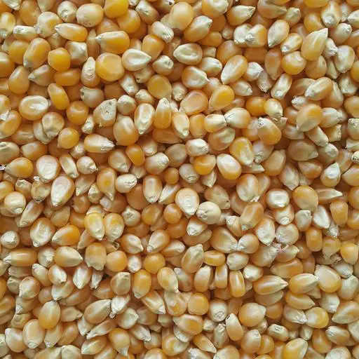 تصویر شماره 1 محصول 