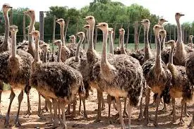 تصویر شماره 1 محصول 