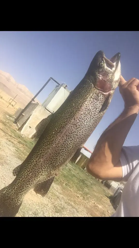 تصویر شماره 1 محصول 