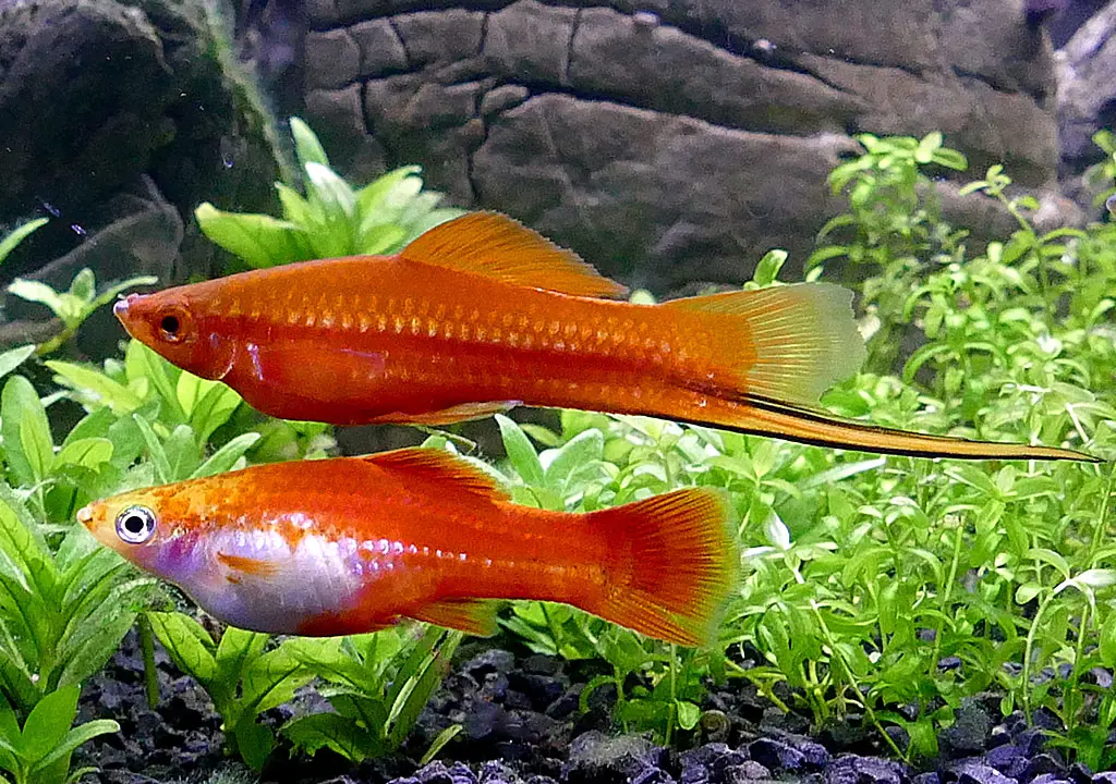 تصویر شماره 2 محصول 