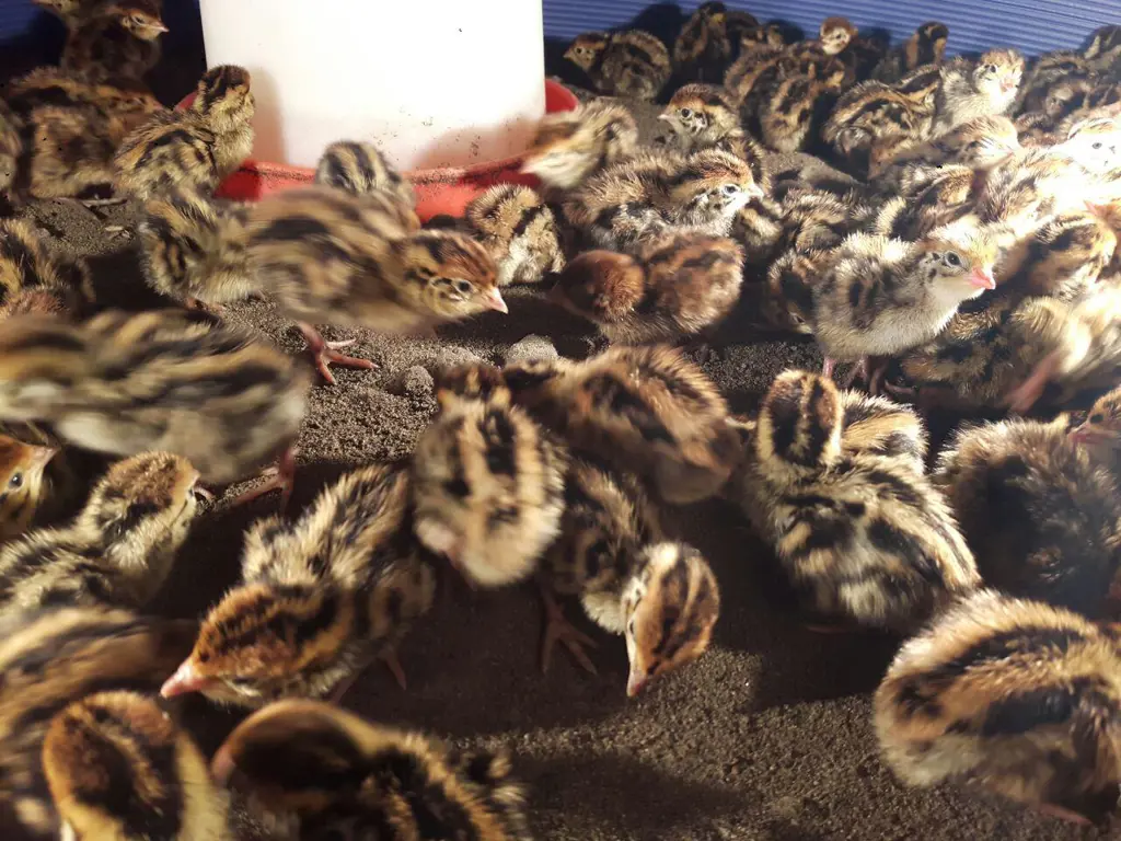 تصویر شماره 1 محصول 