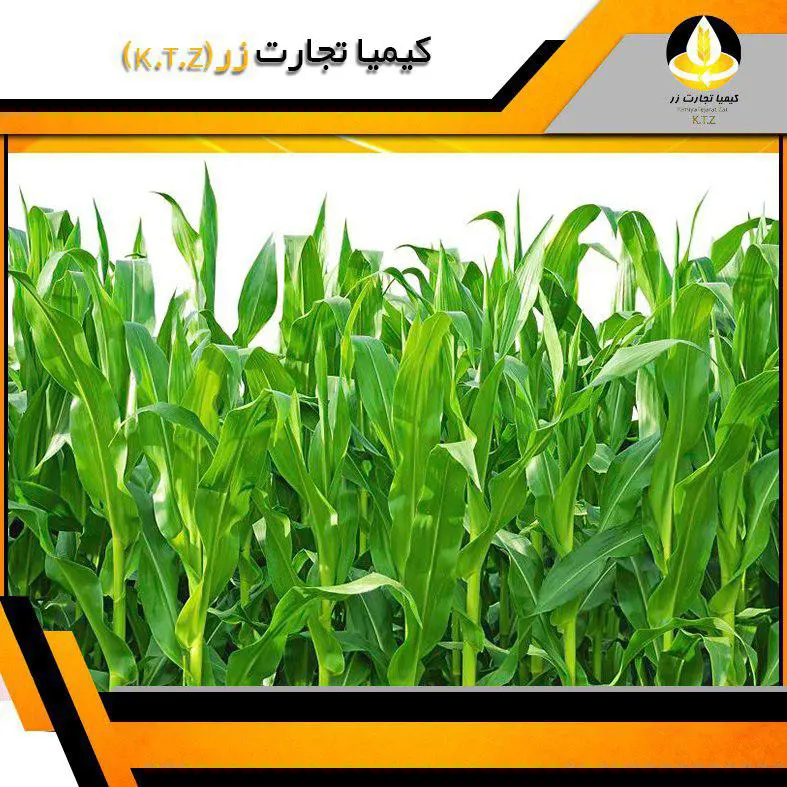 تصویر شماره 1 محصول 