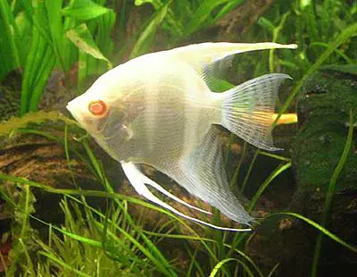 تصویر شماره 1 محصول 