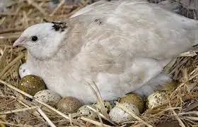 تصویر شماره 1 محصول 