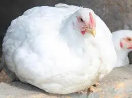 تصویر شماره 1 محصول 