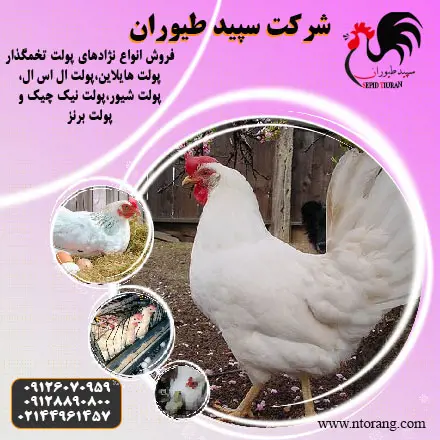 تصویر شماره 2 محصول 