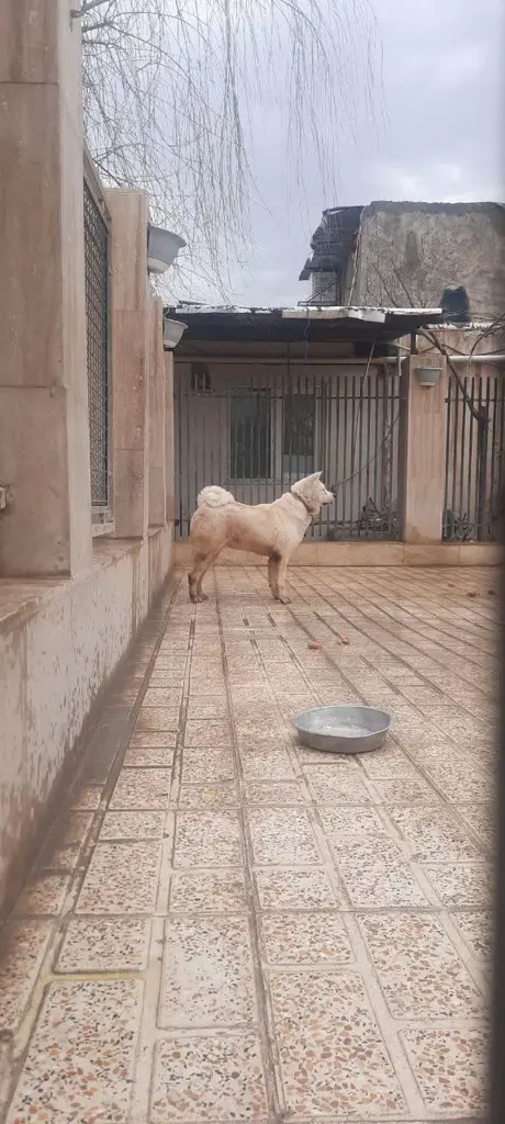 تصویر شماره 1 محصول 