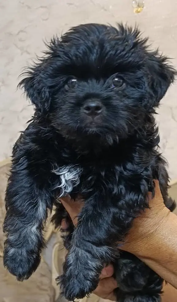 تصویر شماره 2 محصول 