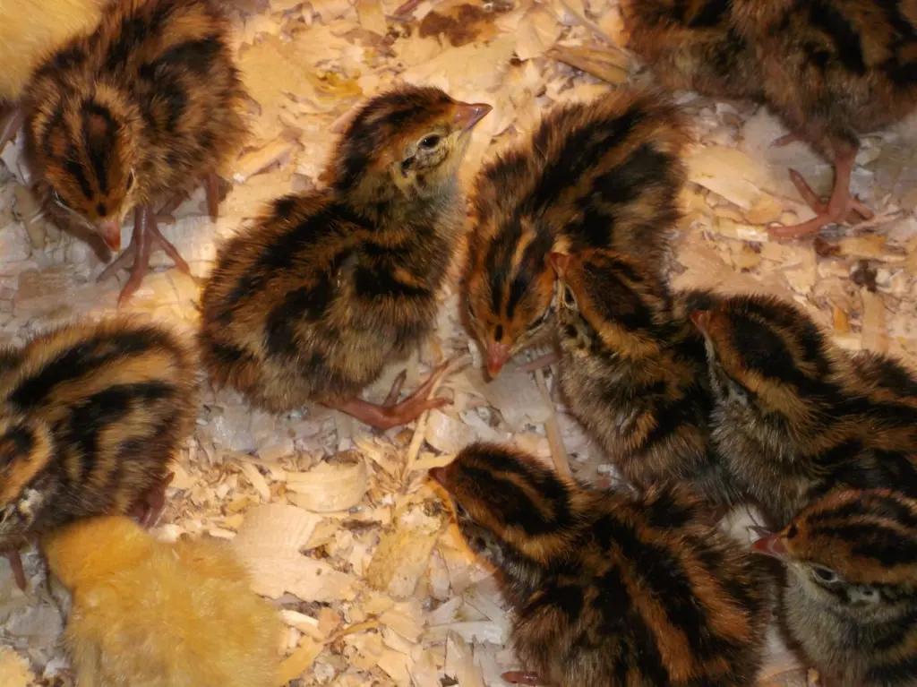 تصویر شماره 3 محصول 